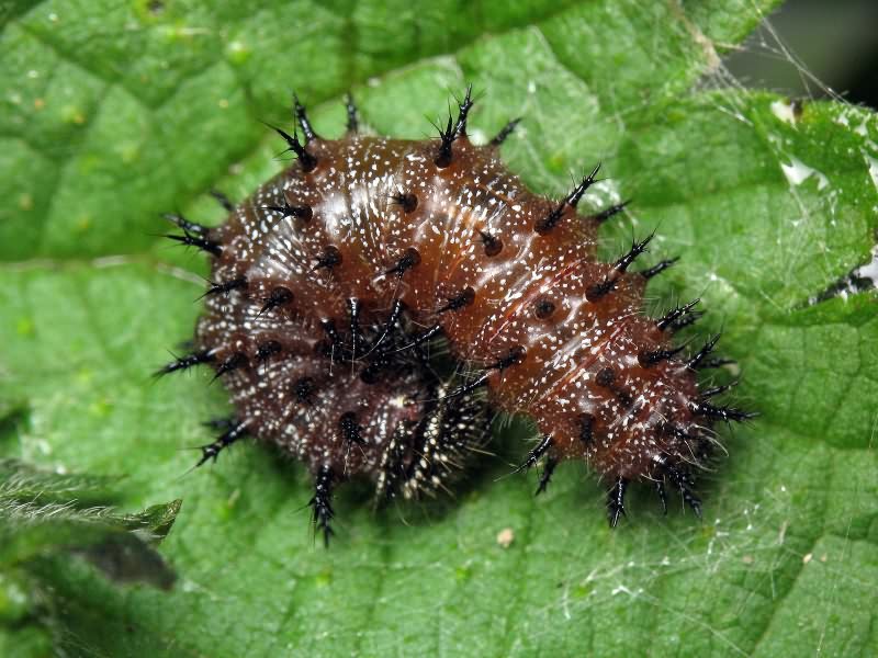 Vanessa atalanta (Linnaeus, 1758)